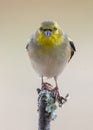 Gold Finch Perched Royalty Free Stock Photo