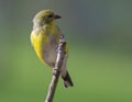 Gold Finch Perched Royalty Free Stock Photo