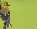 Gold Finch Perched Royalty Free Stock Photo