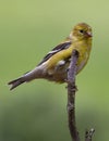 Gold Finch Perched Royalty Free Stock Photo