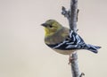 Gold Finch Perched Royalty Free Stock Photo