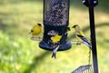 Gold Finches at the Bird Feeder