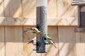 Gold finches feeding at feeder