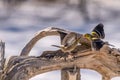 Gold Finches fighting in Spring