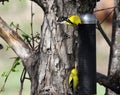 Gold finches on niger feeder Royalty Free Stock Photo