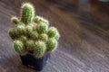 The gold-finger cactus has an English name: The gold lace cactus or ladyfinger cactus