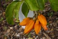 Gold Finger, Juanulloa aurantiaca