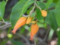 Gold Finger (Juanulloa aurantiaca)