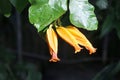 Gold finger plant flowers