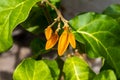 Gold finger plant, Juanulloa mexicana, red flowers with leaves and a dark background