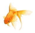 Gold fish Royalty Free Stock Photo