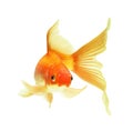 Gold fish Royalty Free Stock Photo