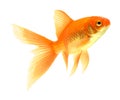 Gold fish Royalty Free Stock Photo