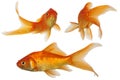 Gold Fish Royalty Free Stock Photo