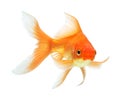 Gold fish Royalty Free Stock Photo