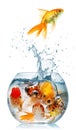 Gold Fish Royalty Free Stock Photo