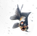 Gold fish Royalty Free Stock Photo