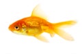 Gold Fish Royalty Free Stock Photo