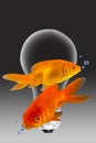 Gold Fish. Royalty Free Stock Photo