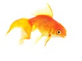 Gold fish Royalty Free Stock Photo