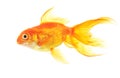 Gold fish Royalty Free Stock Photo