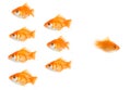 Gold fish Royalty Free Stock Photo