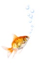 Gold fish Royalty Free Stock Photo