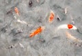 Gold Fish in abstract water Background