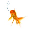 Gold fish with air bubbels Royalty Free Stock Photo