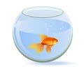 Gold fish in aquarium Royalty Free Stock Photo