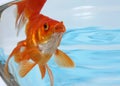 Gold fish in an aquarium Royalty Free Stock Photo