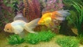 Gold fish aquarium Royalty Free Stock Photo