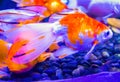 Gold fish. aquarium goldfish carp Royalty Free Stock Photo