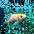 Gold fish in aquarium tank. view from corner of the tank.The fish looks strangely embedded in the glass tank.