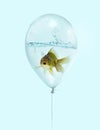 Gold fish in blue balloon on blue background, Goldfish in a blue balloon with water inside