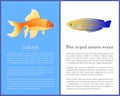 Gold Fish and Blue Striped Tamarin Wrasse Icons Royalty Free Stock Photo