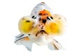 Gold fish Clipping path included : Bulging Eyes