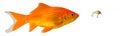 Goldfishin chasing after a green and yellow crankbait Royalty Free Stock Photo