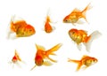 Gold fish collection Royalty Free Stock Photo