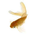 Comet Gold fish on White looks at you Royalty Free Stock Photo