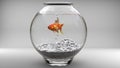 Gold fish in a fishbowl Royalty Free Stock Photo