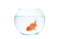 Gold fish with fishbowl on the white background