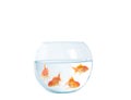 Gold fish with fishbowl on the white background