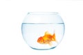 Gold fish with fishbowl on the white background