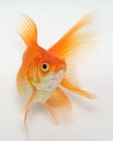 Gold Fish on White Royalty Free Stock Photo