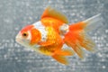 GOLD FISH Royalty Free Stock Photo