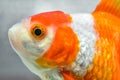 GOLD FISH Royalty Free Stock Photo