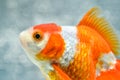 GOLD FISH Royalty Free Stock Photo