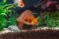 Gold fish or goldfish floating swimming underwater in fresh aquarium tank with green plant Royalty Free Stock Photo