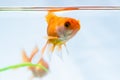 Gold fish or goldfish floating swimming underwater in fresh aquarium tank with green plant Royalty Free Stock Photo